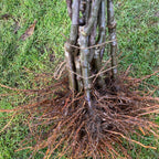 Apple Cooking Varieties Bundle - 5 Trees ($42 each)