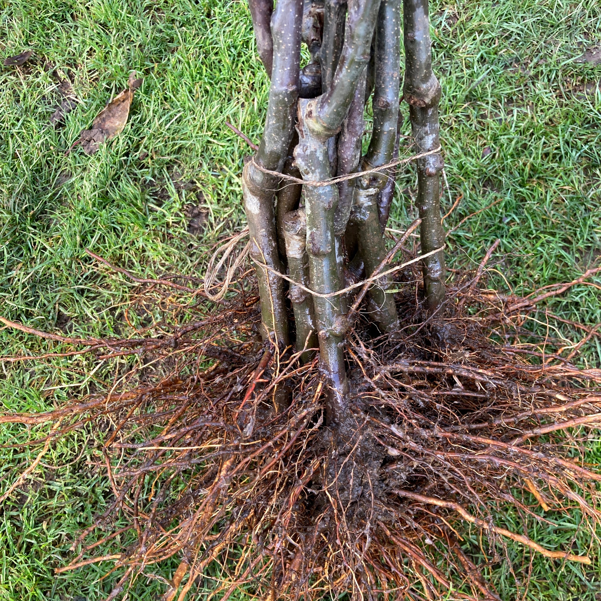 Rootstock - Apple (for grafting) – Habitate