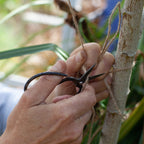Natural Fruit Tree Pruning & Training Workshop (Includes book & notes)