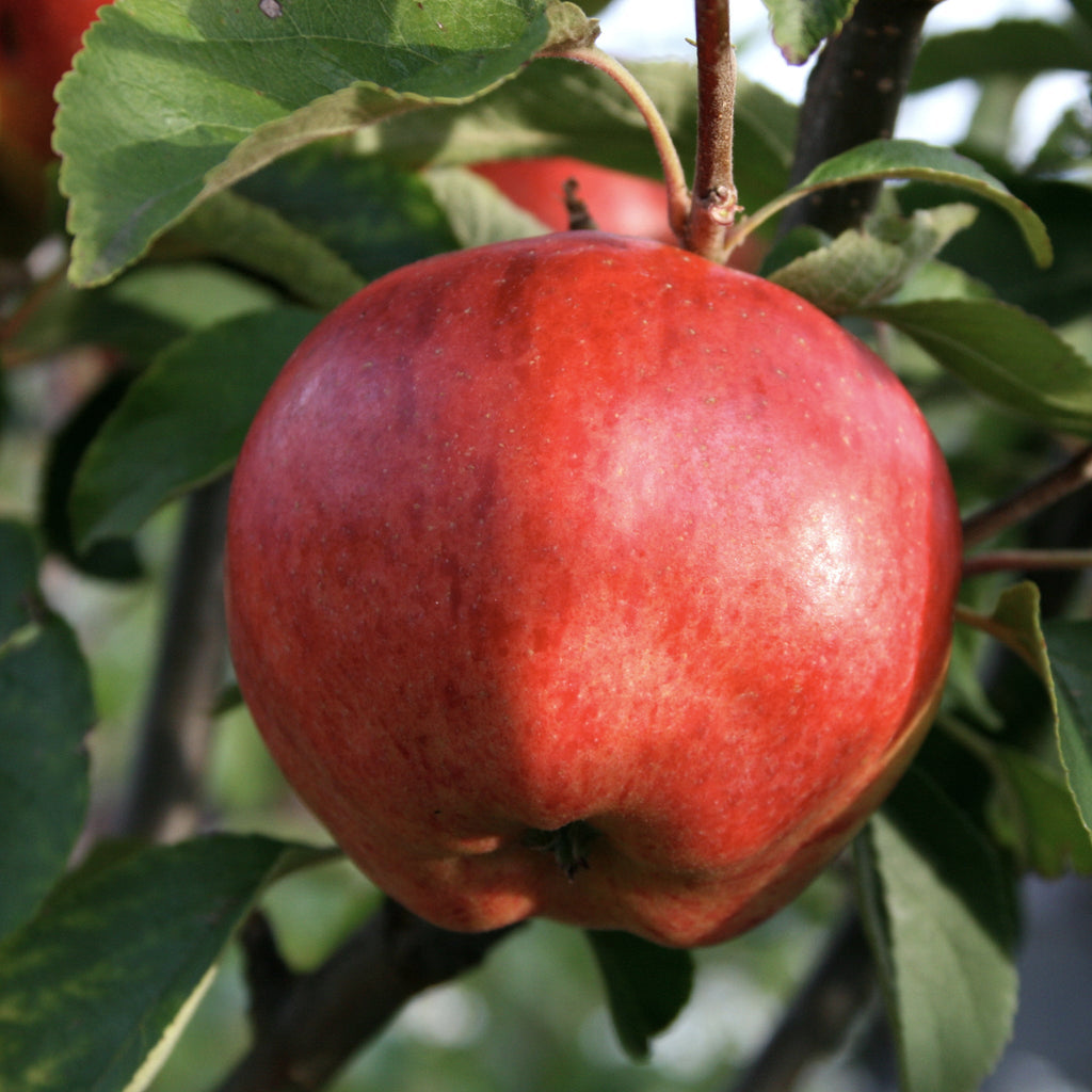 Apple - Cornish Aromatic