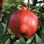 Apple - Cornish Aromatic