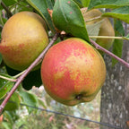 Apple - Cornish Aromatic