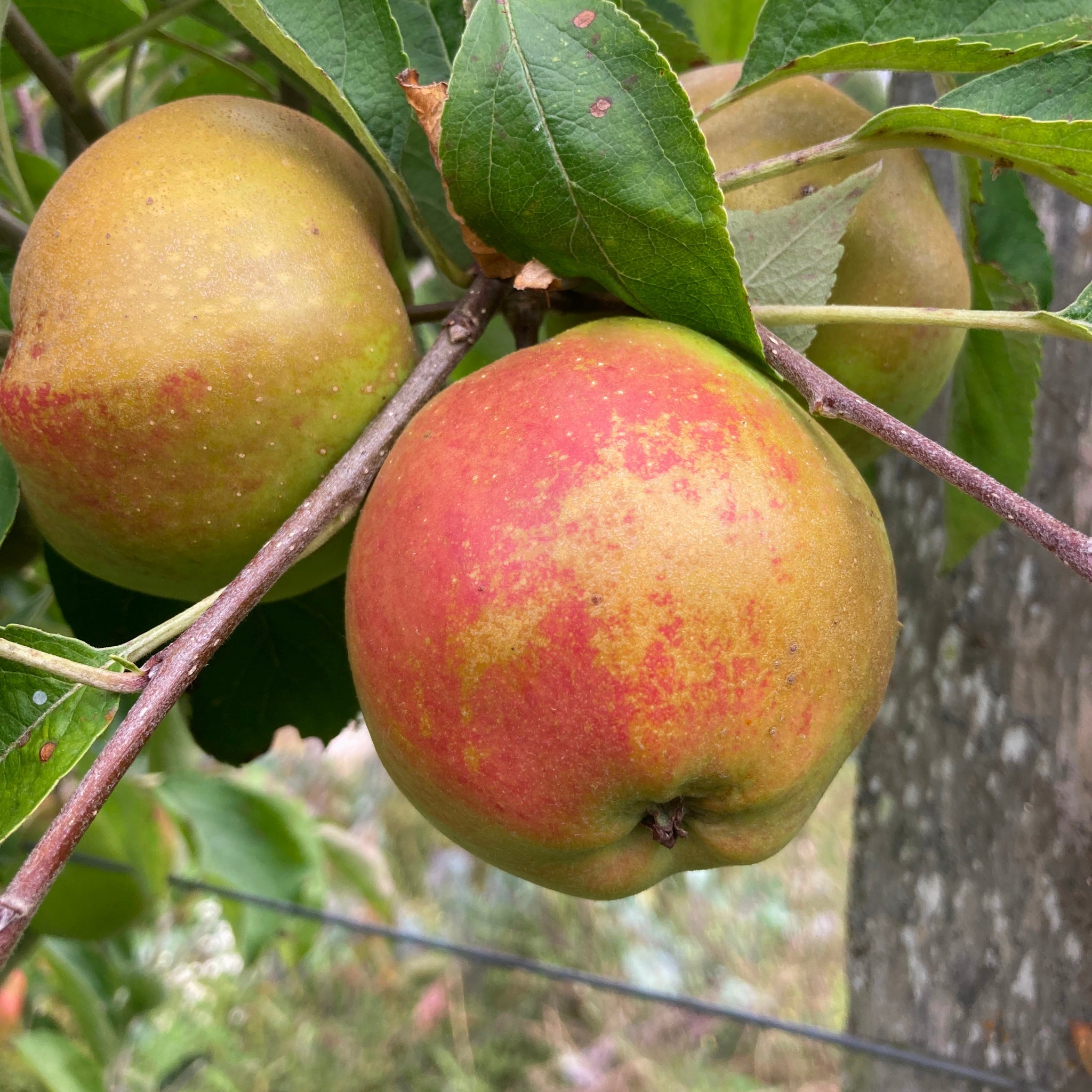 Apple - Cornish Aromatic