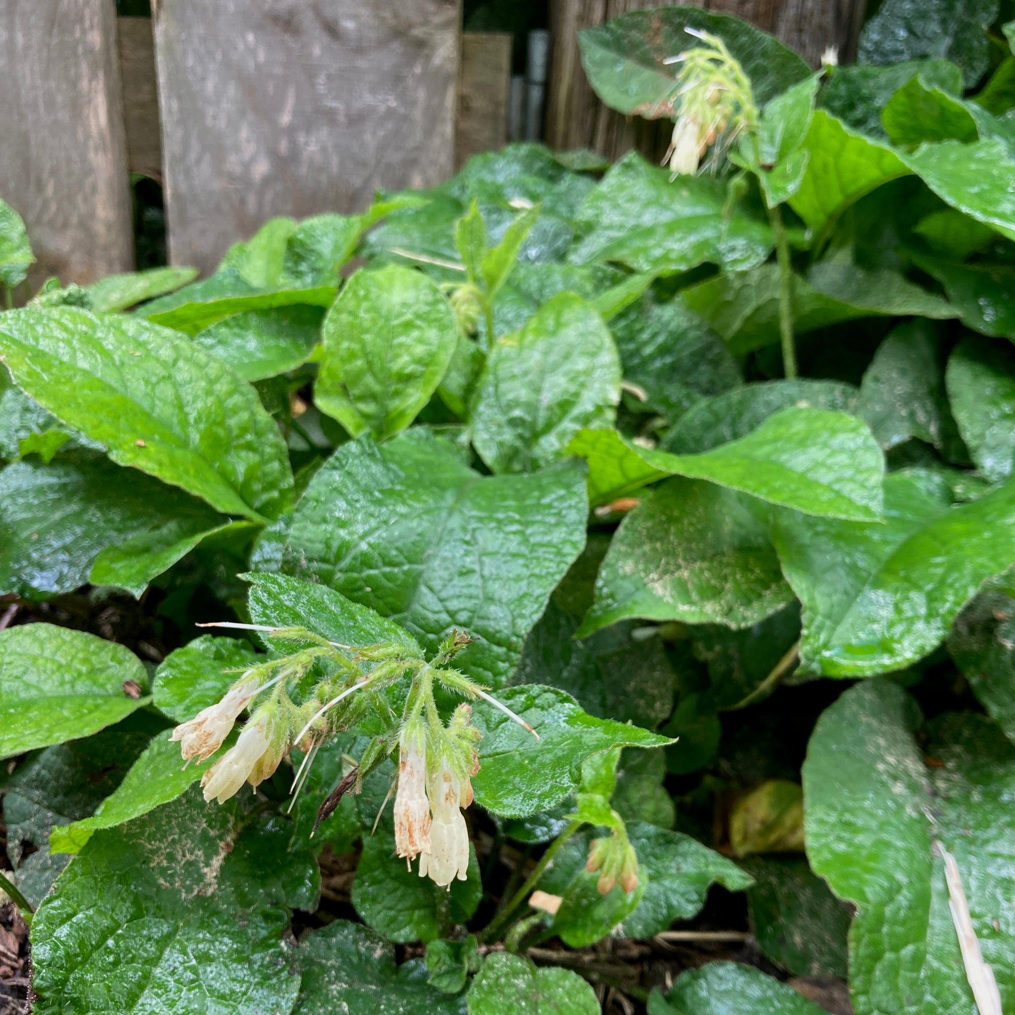 Comfrey - Cream Flowered Dwarf