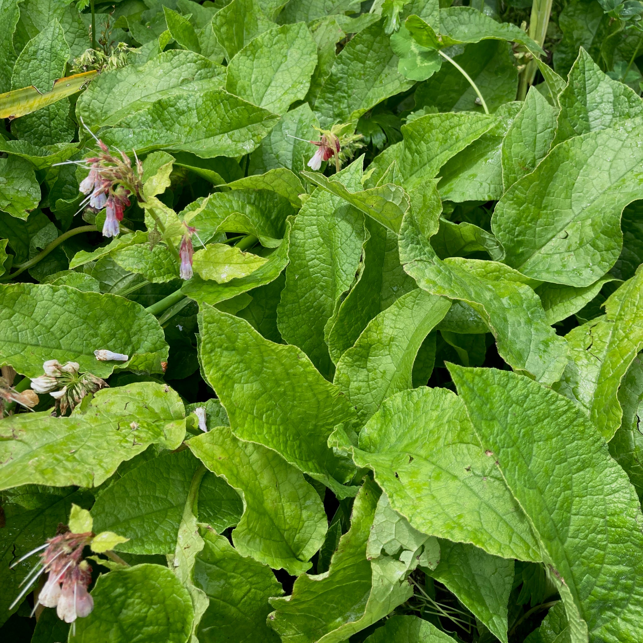 Comfrey - Mauve Flowered Dwarf