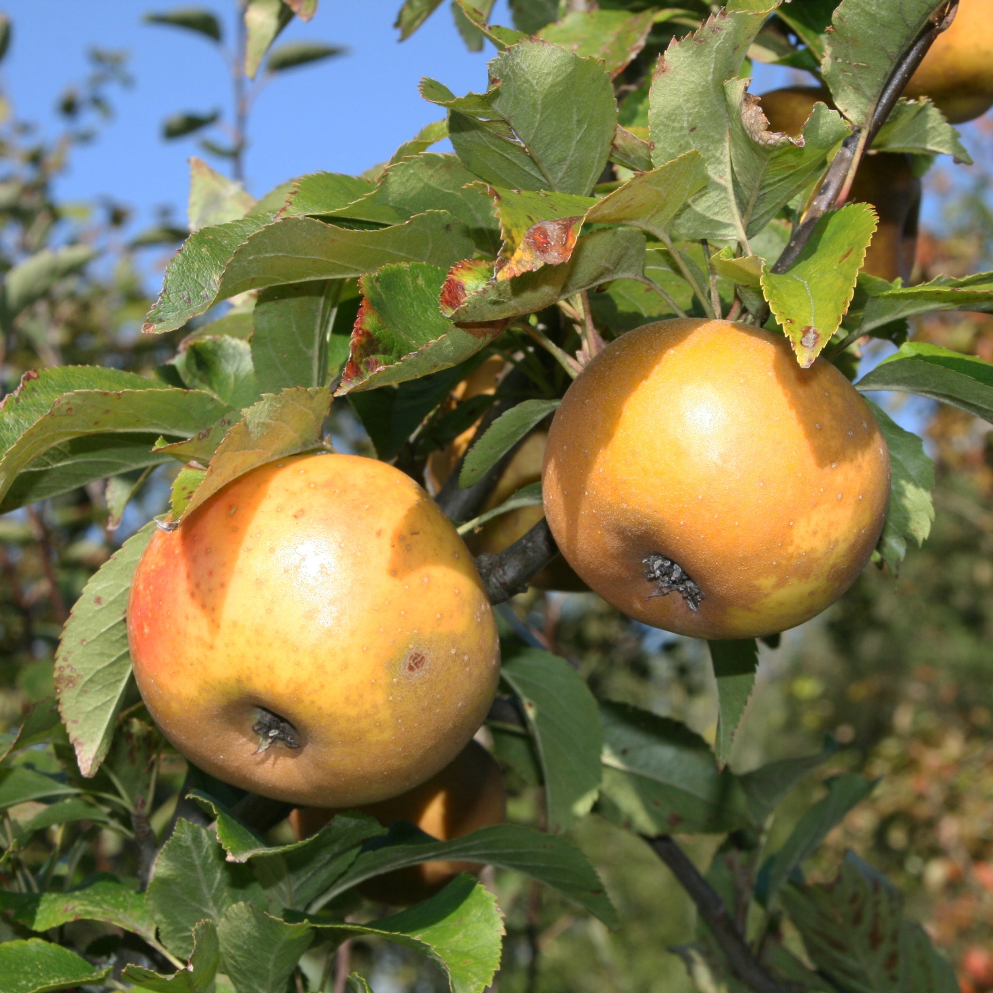 Apple - Egremont Russet