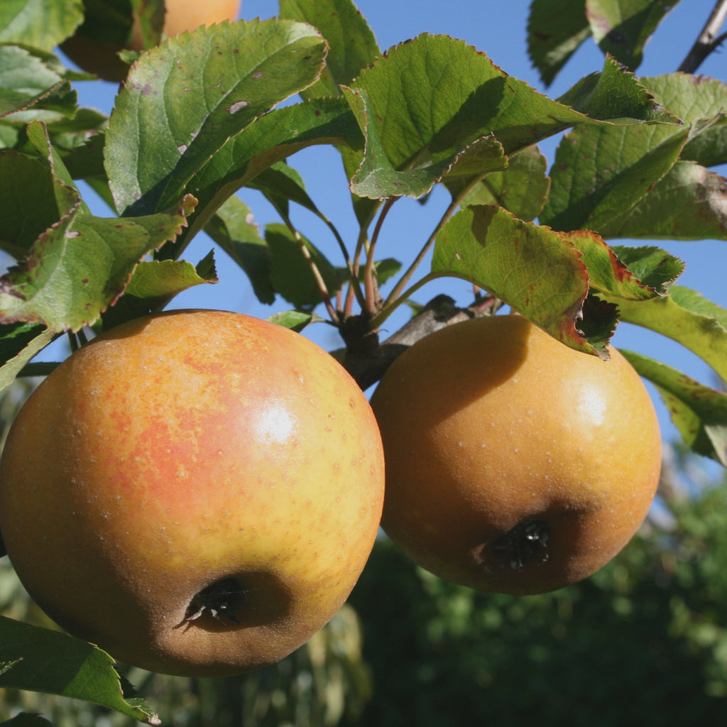 Apple - Egremont Russet