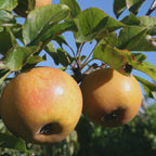 Apple - Egremont Russet