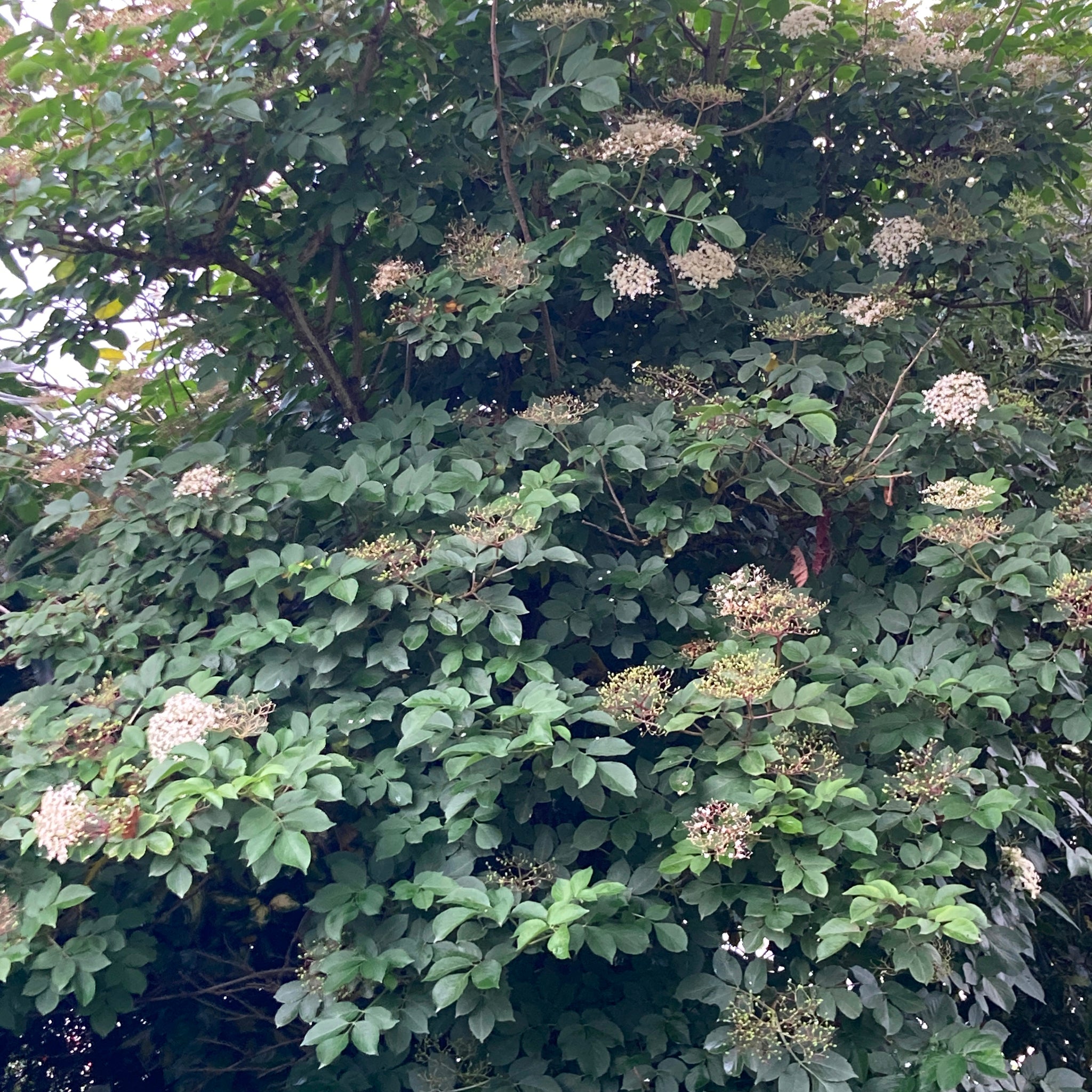 Elderberry Tree