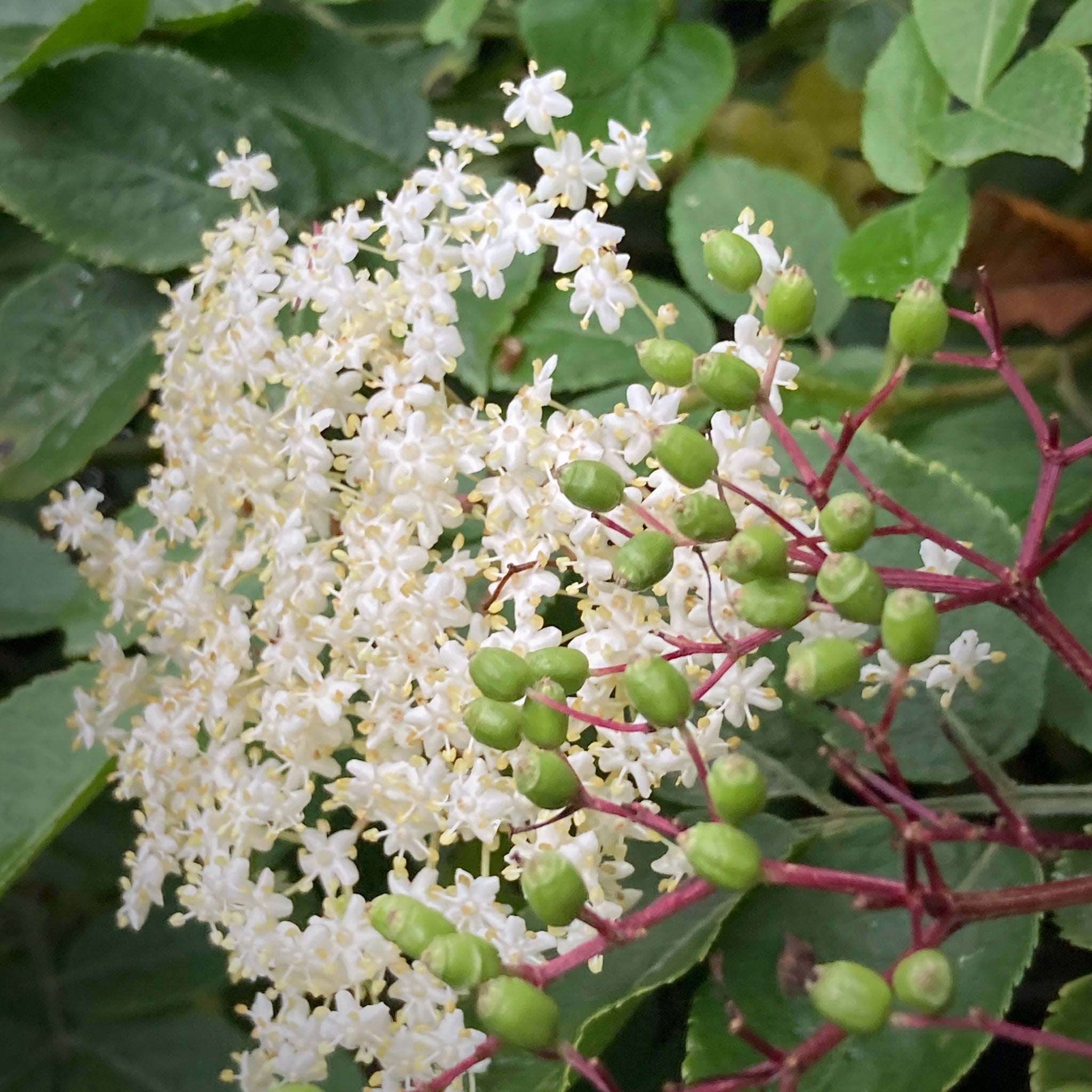 Elderberry Tree