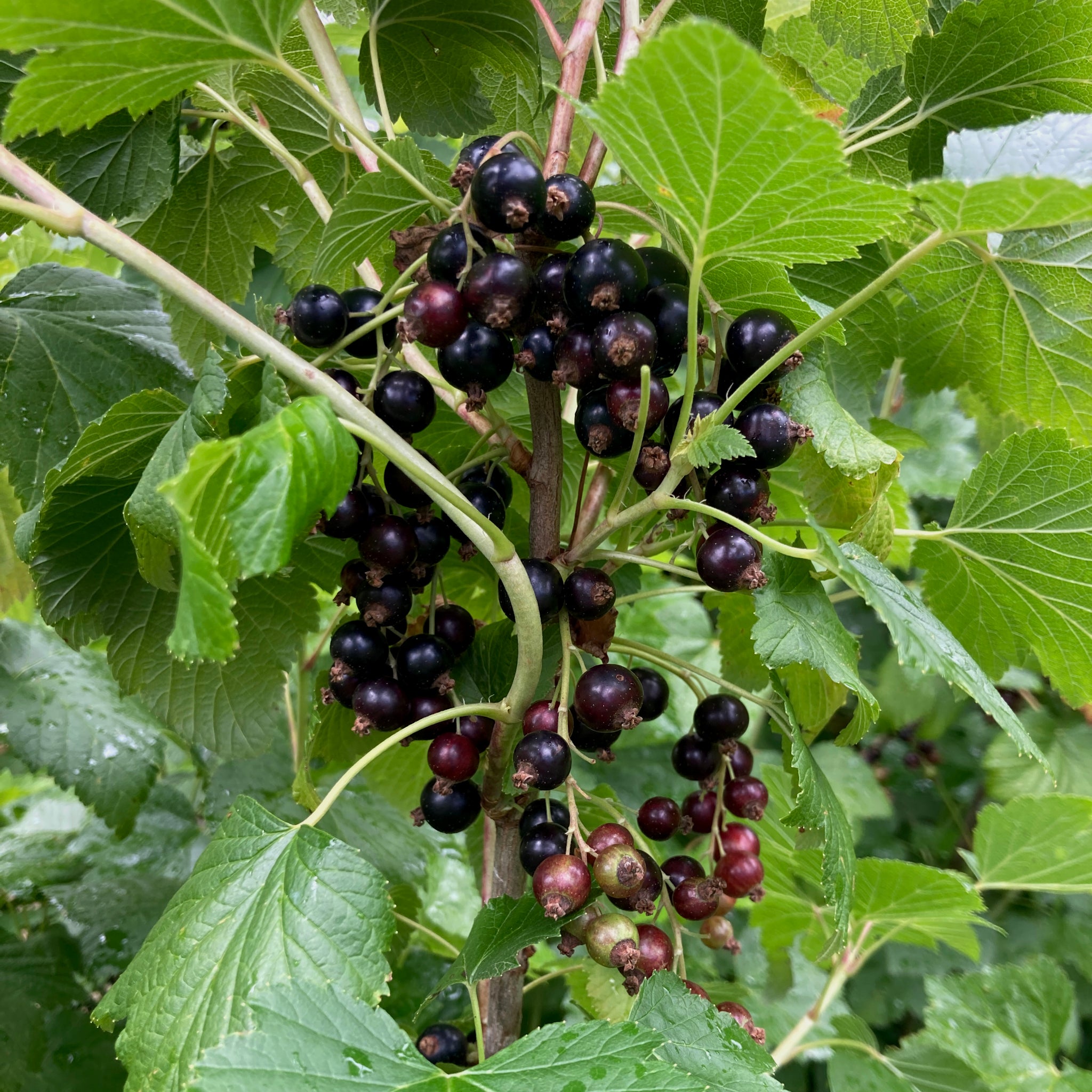 Blackcurrant - Kimberly