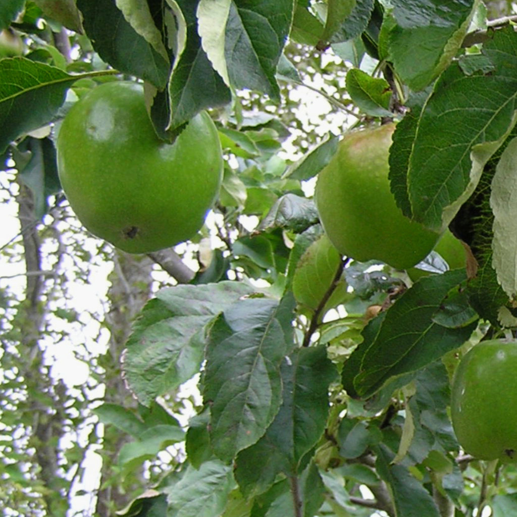 Apple - Granny Smith