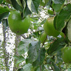 Apple - Granny Smith