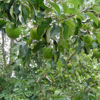 Apple - Granny Smith