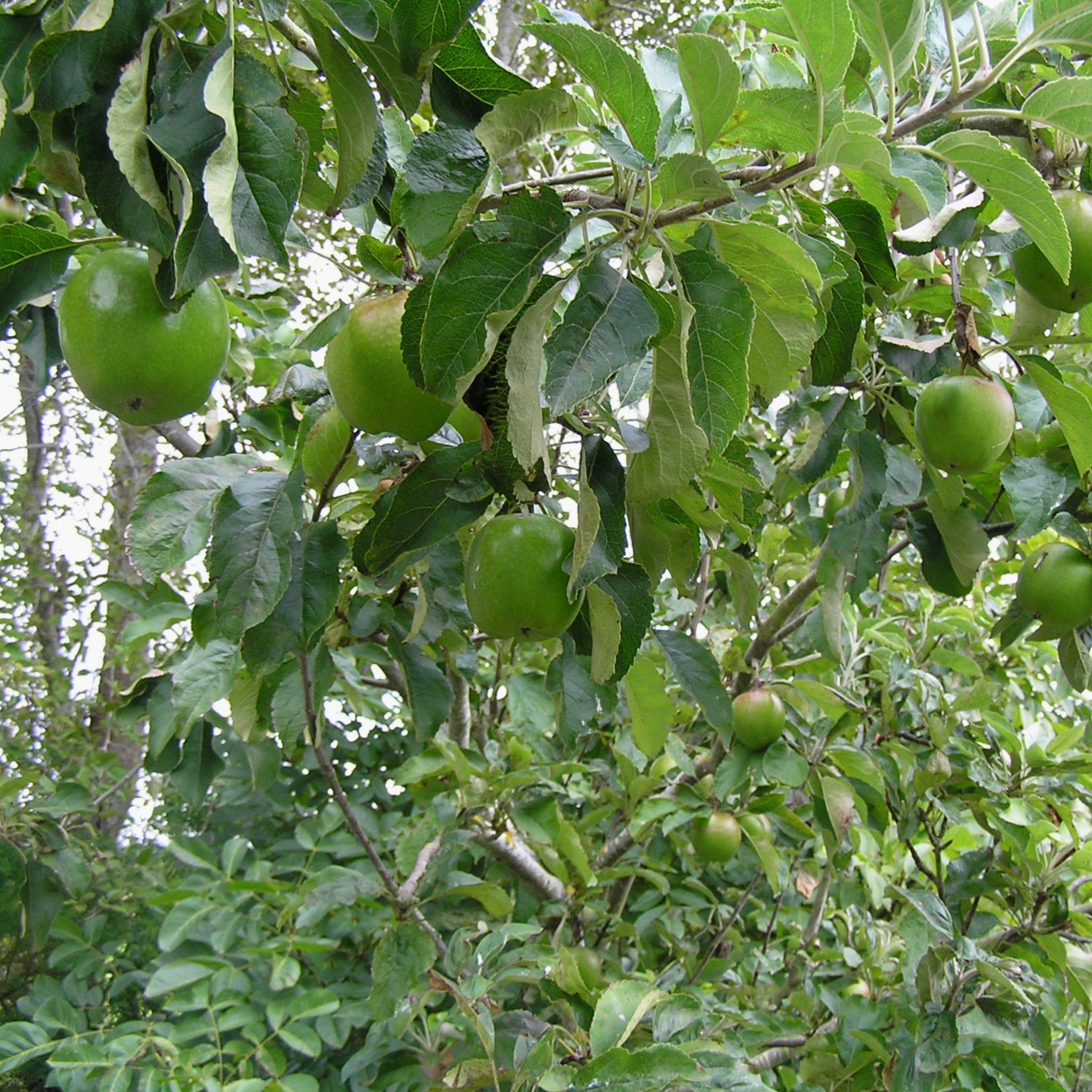 Apple - Granny Smith