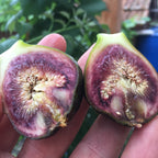 Fig - Hereweka
