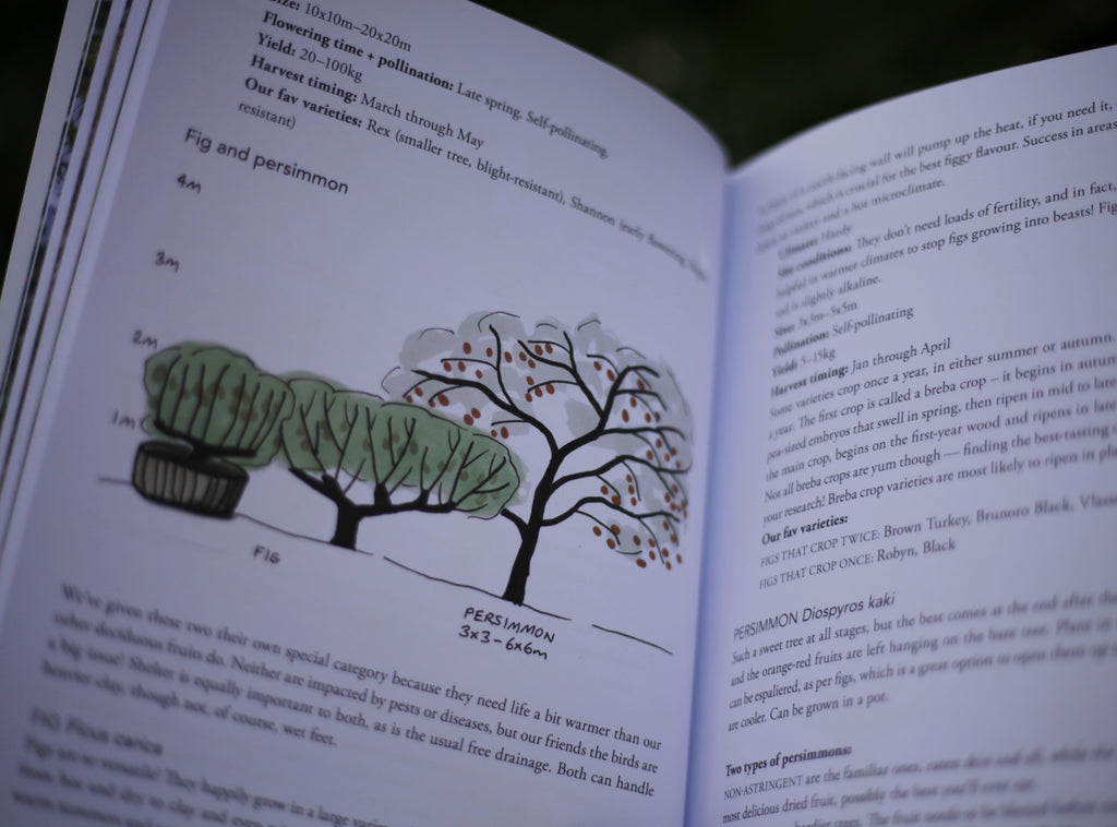 Natural Fruit Tree Pruning & Training Workshop (Includes book & notes)