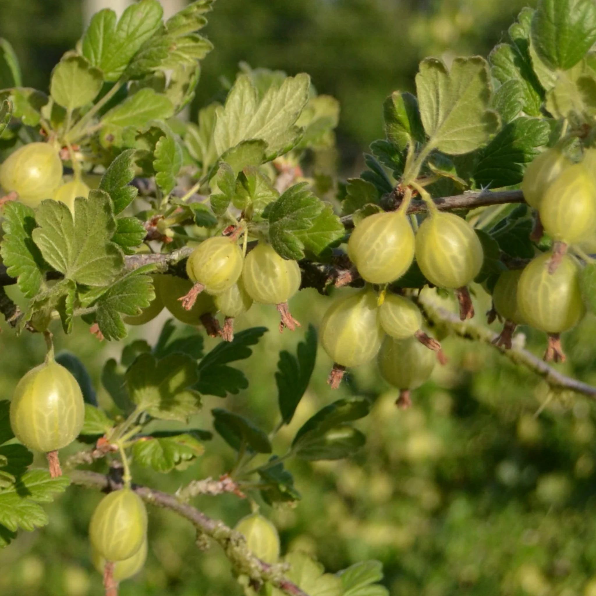 Gooseberry - Invicta