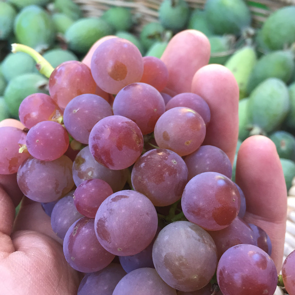Grape - Iona