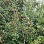 Apple - Jupp's Russet