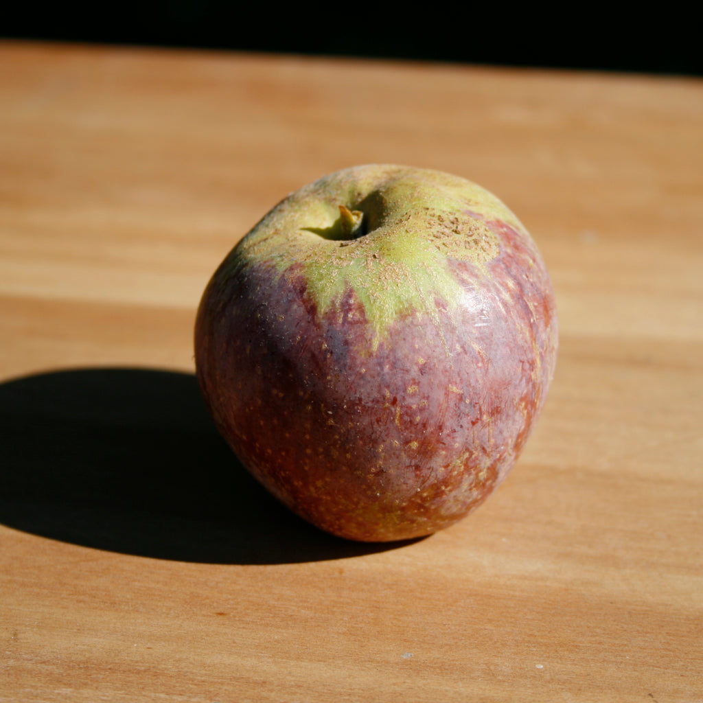 Maroon cider apple Kingston Black