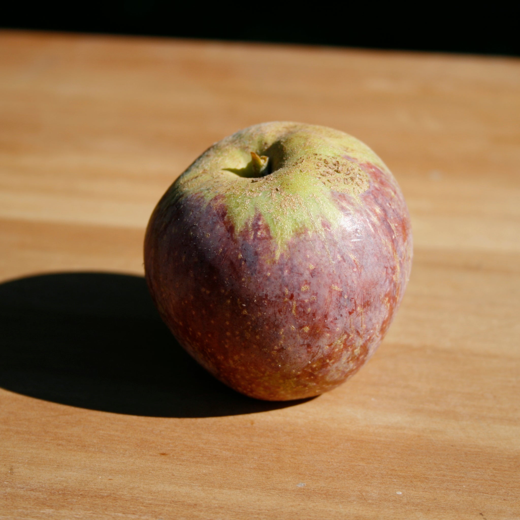 Maroon cider apple Kingston Black