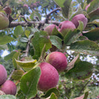 Cider apples hanging on a branch