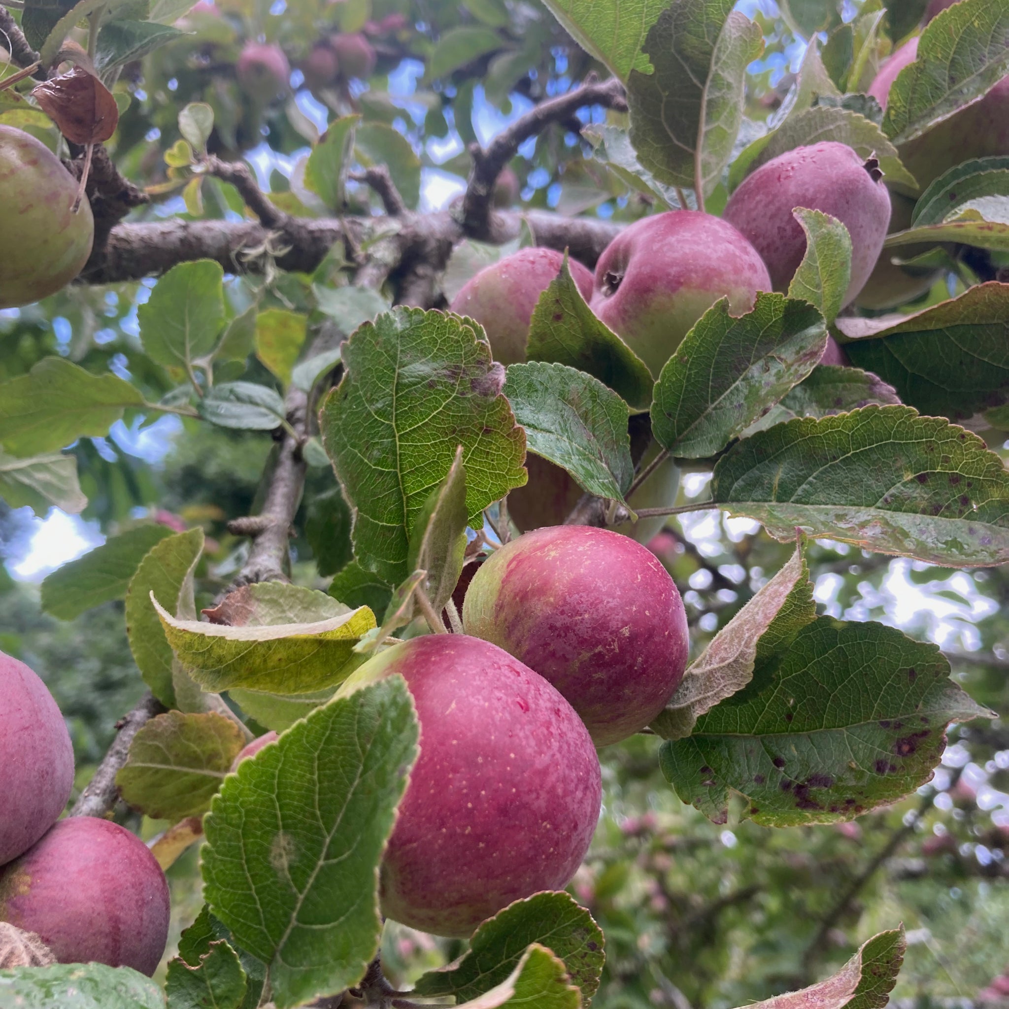 Cider apples hanging on a branch