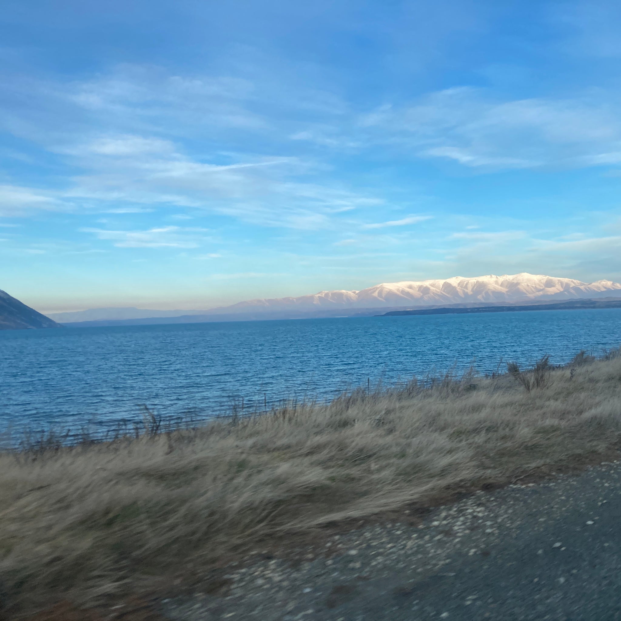 Chestnut - Glenmary Seedling