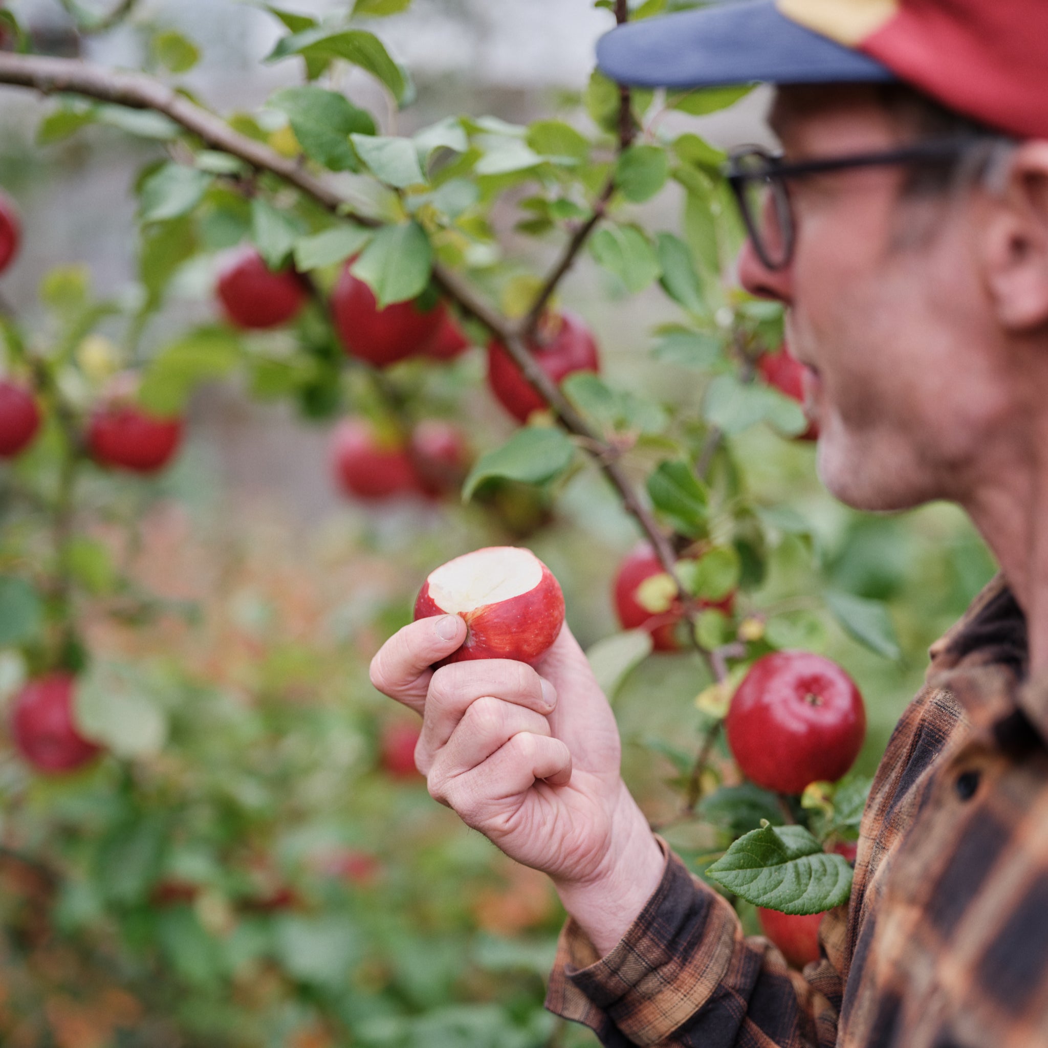 Jason eating an apple in front of a liberty apple tree with gorgeous red apples.