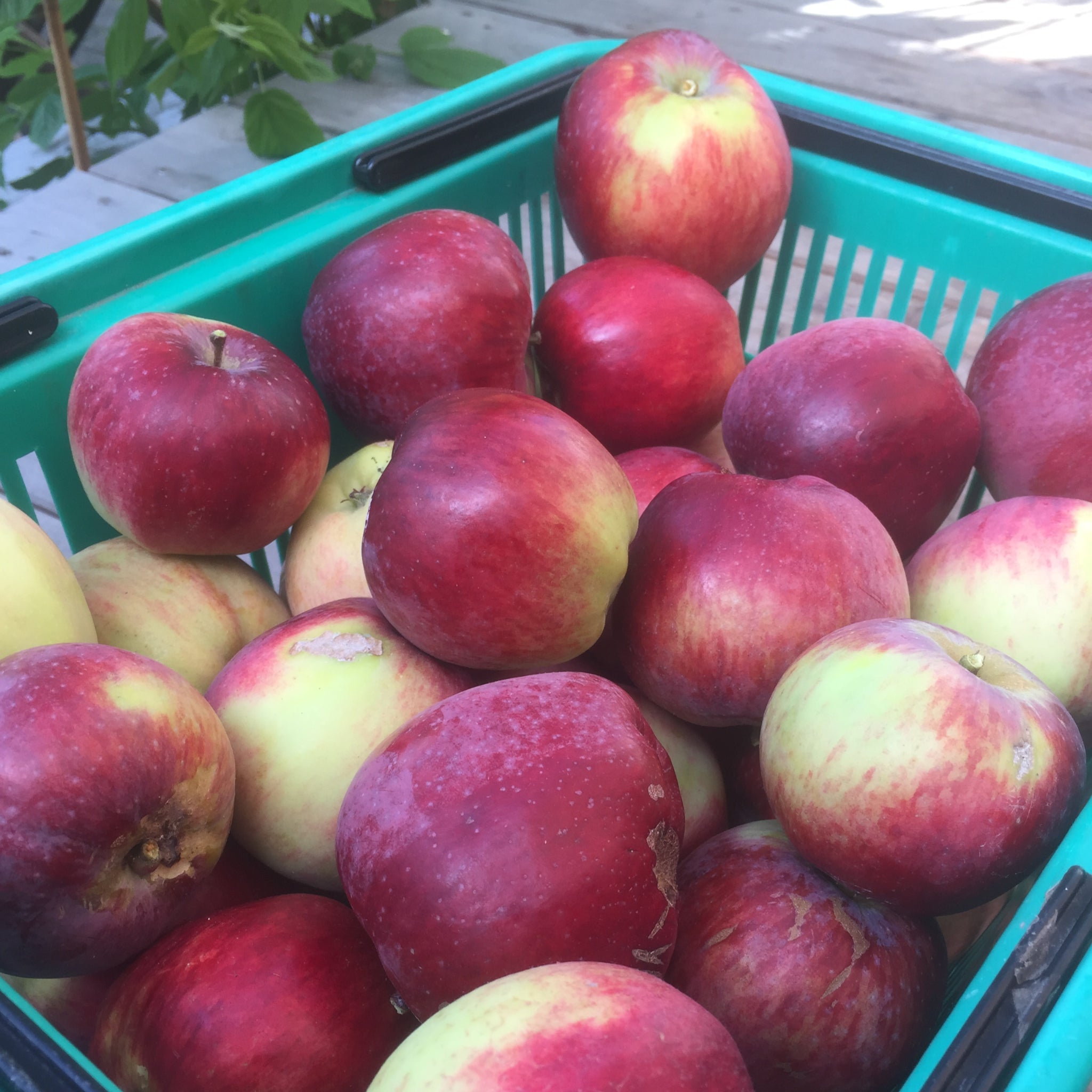 A crate filled with red Liberty apples