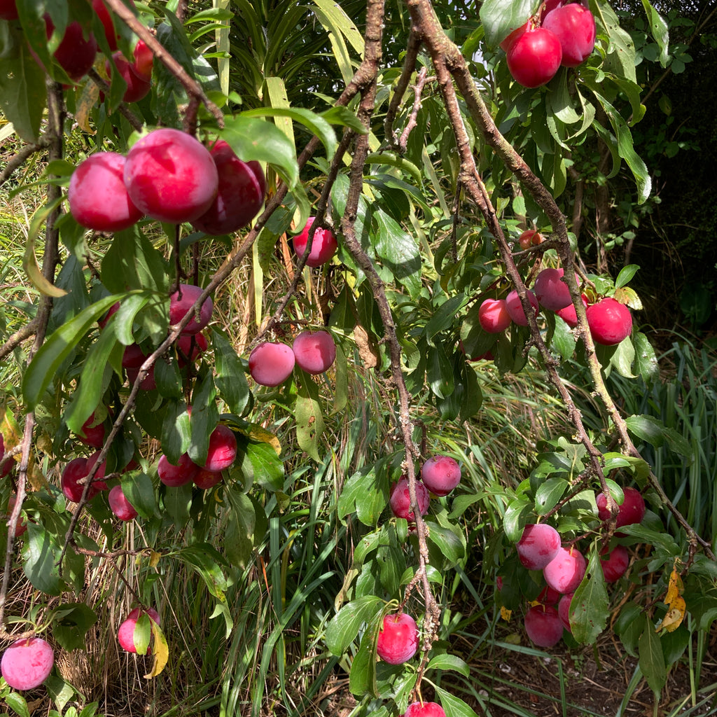 Plum - Santa Rosa