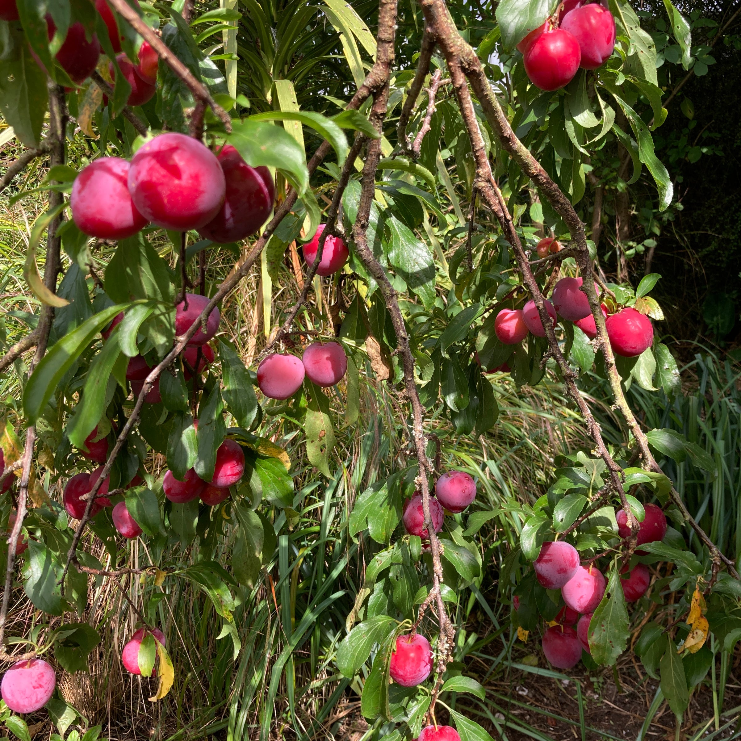 Plum - Santa Rosa