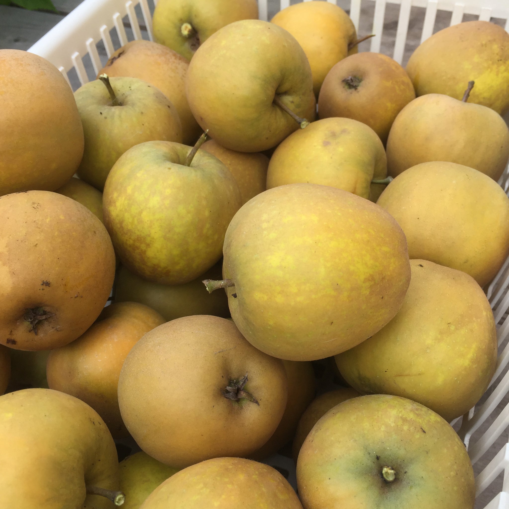 Basket filled with golden russeted apples