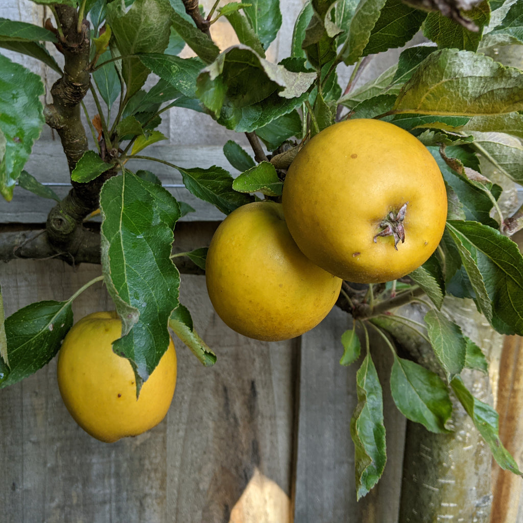 Three golden yellow Merton Russet apples on an espalier branch with a wooden fence background