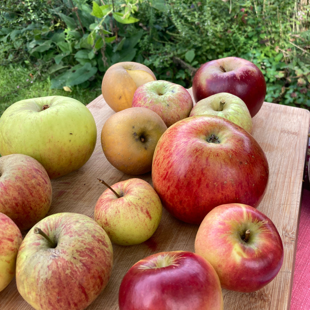 Apple Cooking Varieties Bundle - 5 Trees ($42 each)