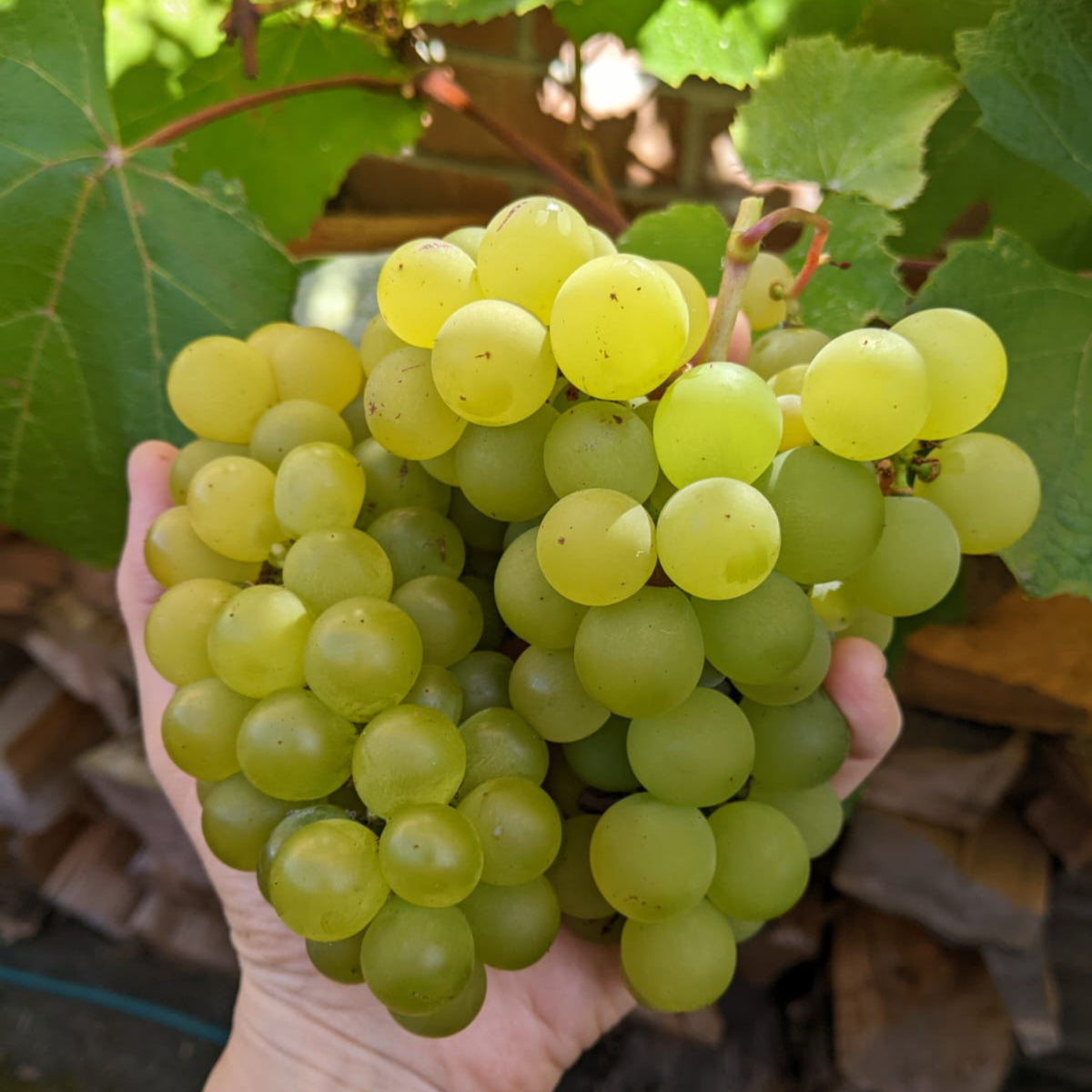 Grape - Niagara – Habitate