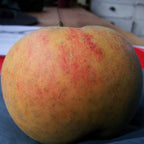 Apple - Orlean's Reinette