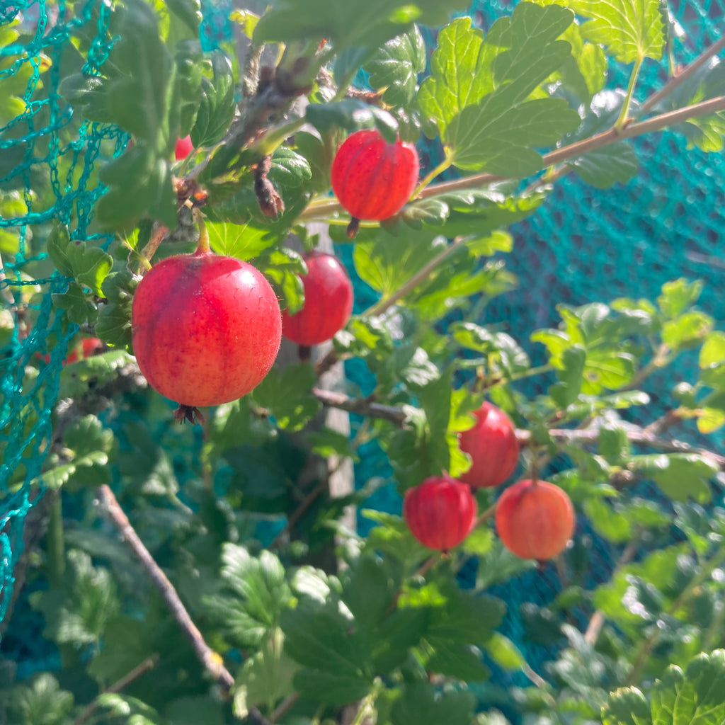 Gooseberry - Pax