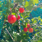 Gooseberry - Pax