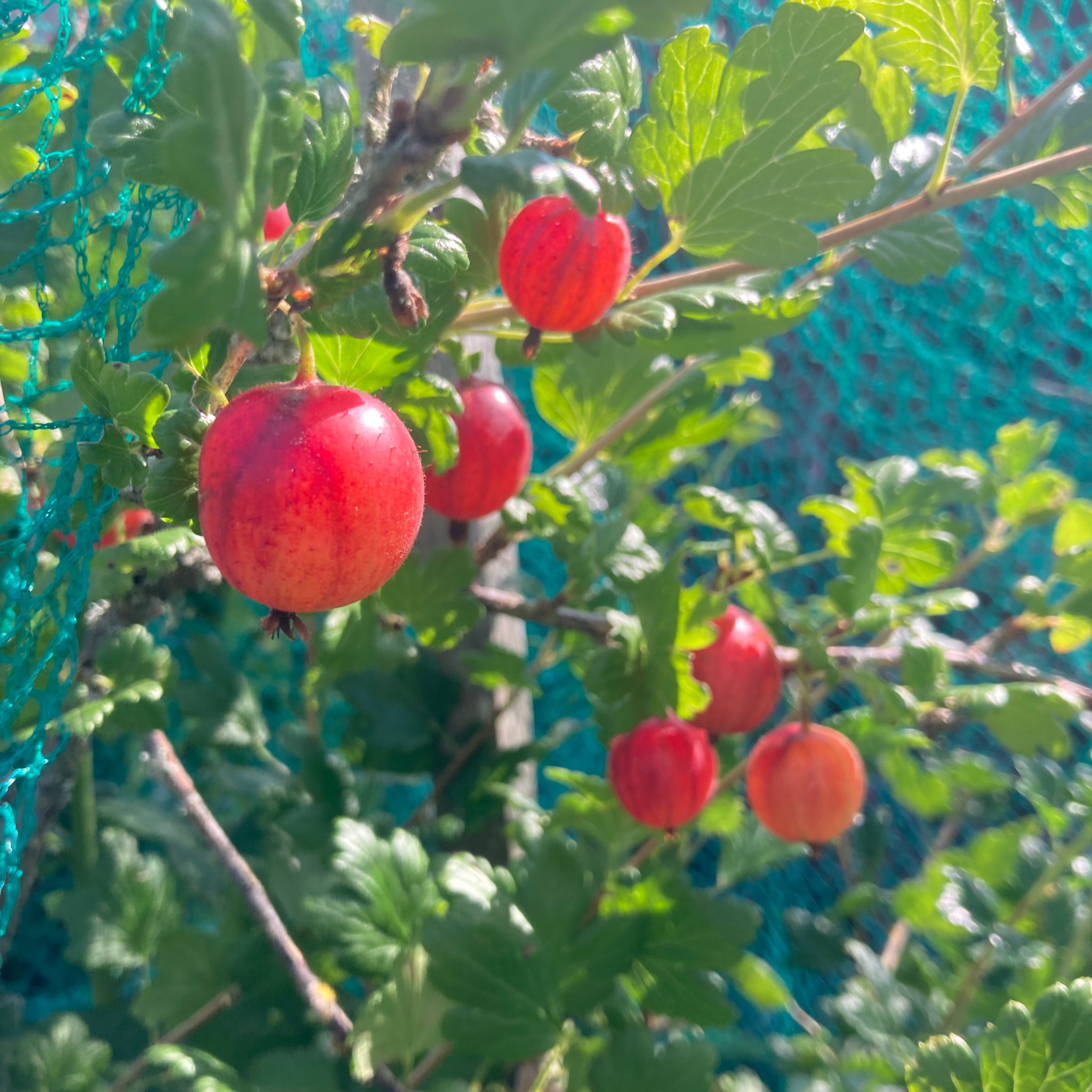 Gooseberry - Pax