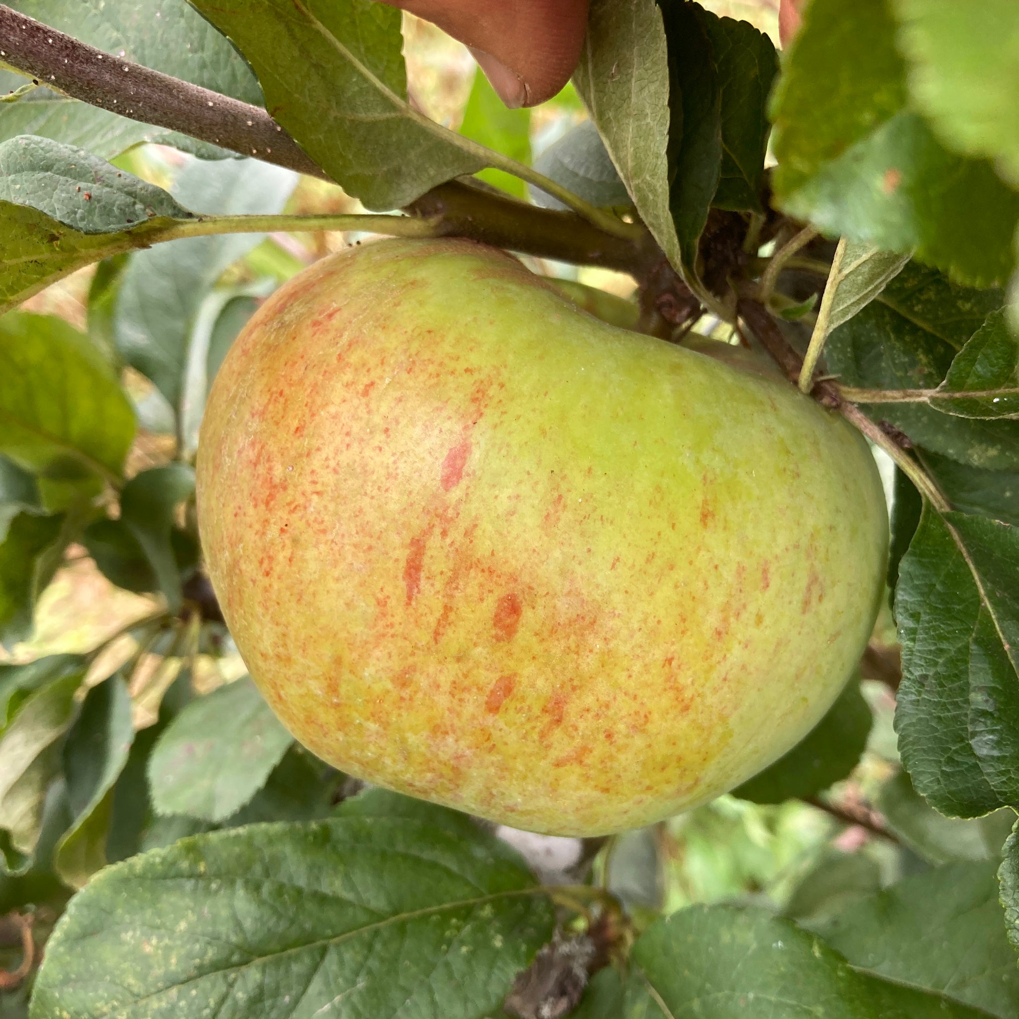 Peasgood's Nonsuch apple on a tree