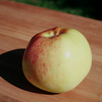 Yellow Peasgood's Nonsuch apple with red blush on a wooden table