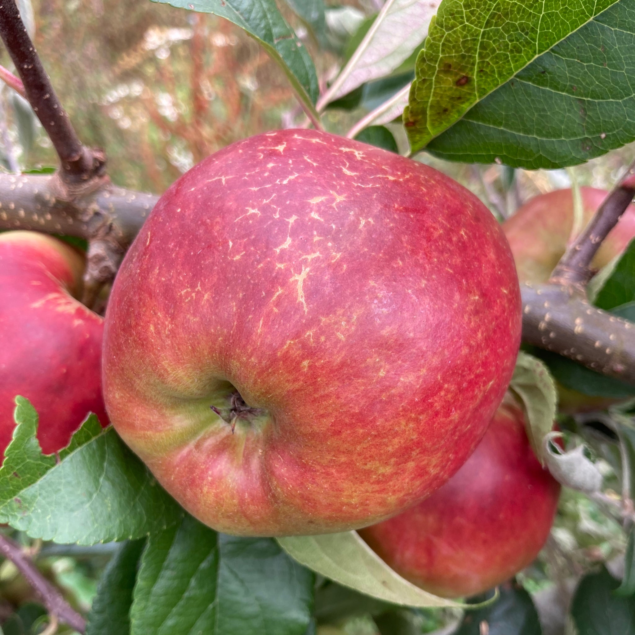 Red Prima apple on a tree branch