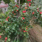 Prima apple tree with lots of red apples in a backyard