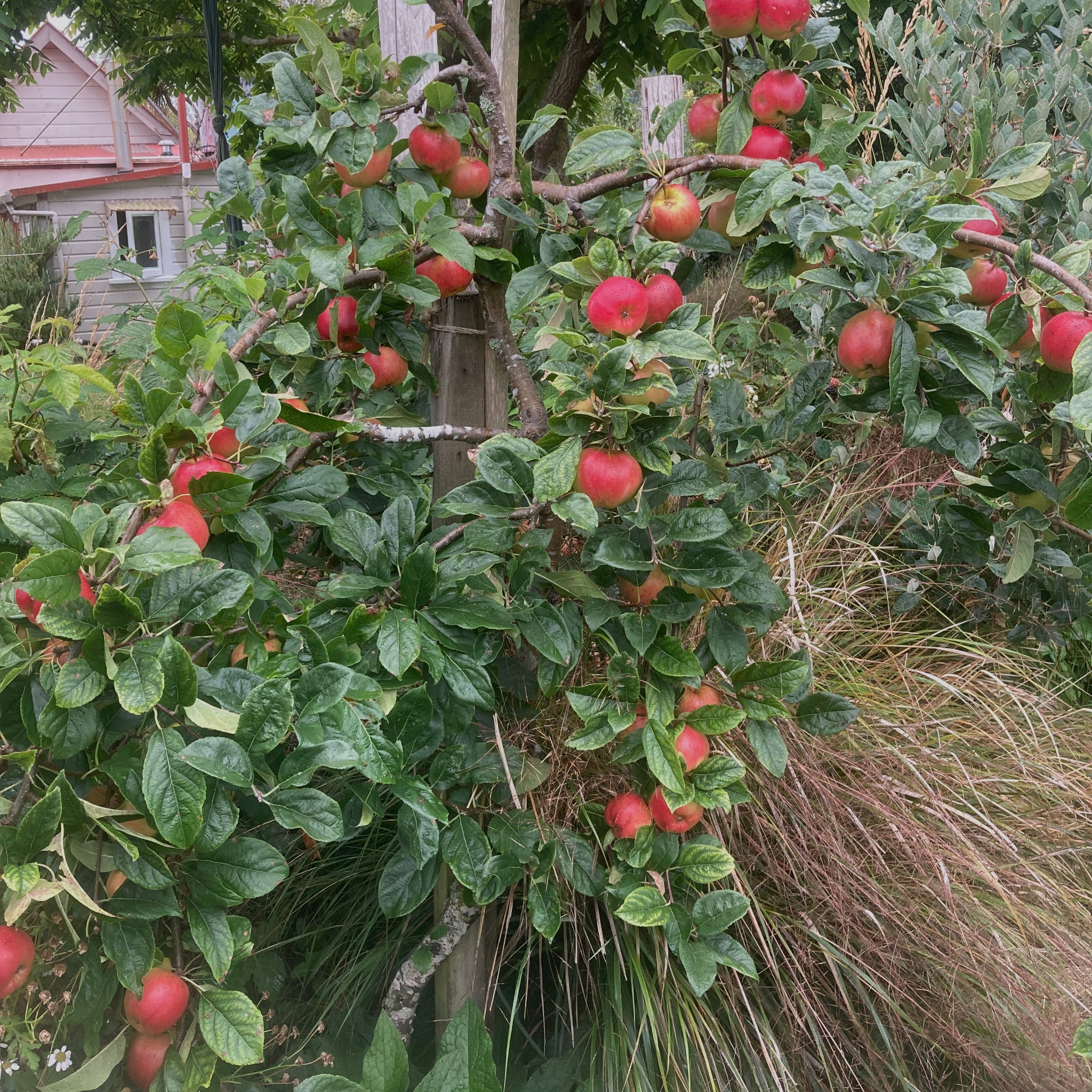 Prima apple tree with lots of red apples in a backyard