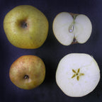 Reinette du Canada apple, cut open horizontally and vertically on a ink black background