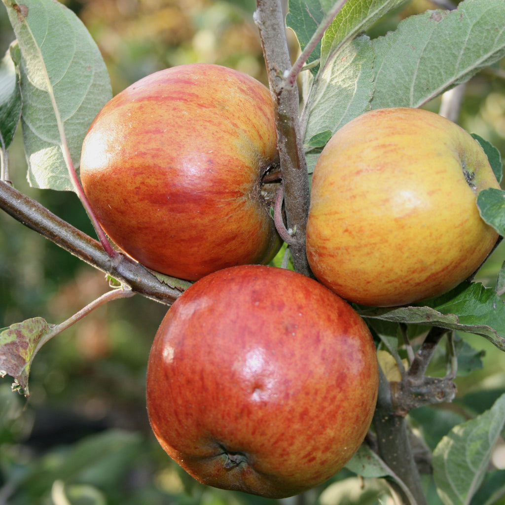 Three red and yellow Ribston Pippin apples on a tree branch.