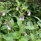 Comfrey - Russian