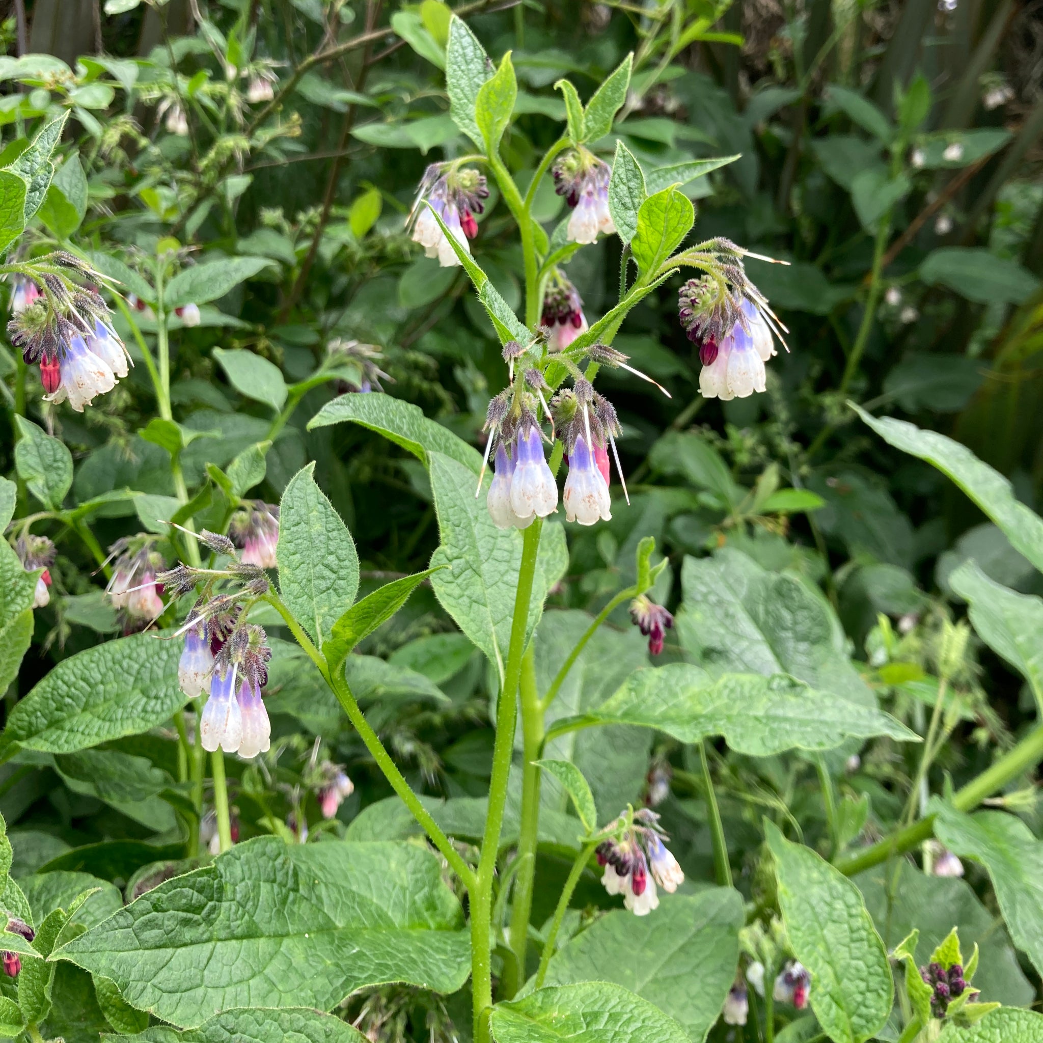 Comfrey - Russian